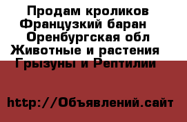 Продам кроликов “Французкий баран“ - Оренбургская обл. Животные и растения » Грызуны и Рептилии   